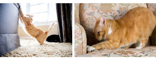 Las 7 mejores maneras de proteger tu sofá contra los gatos